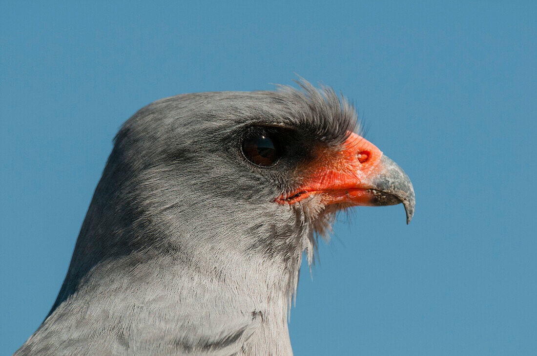 A close-up portrait of a southern pale Chanting Goshawk, Melierax canorus. Botswana