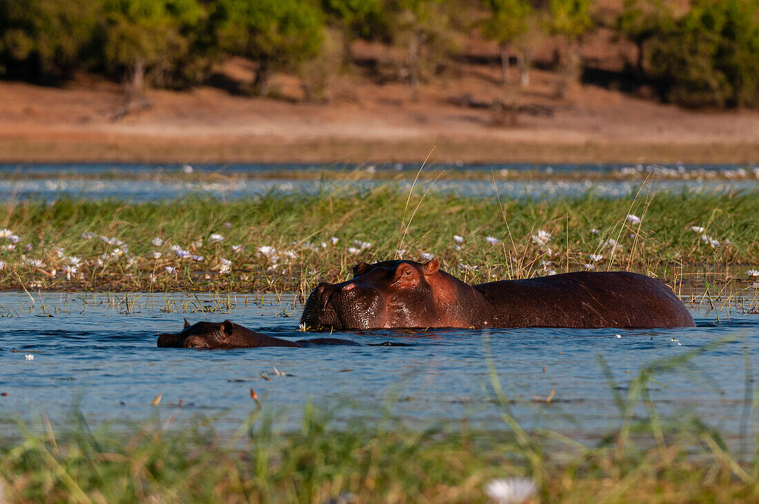 Ein Flusspferd, Hippopotamus amphibius, und sein Kalb im Chobe-Fluss. Chobe-Fluss, Chobe-Nationalpark, Kasane, Botsuana.