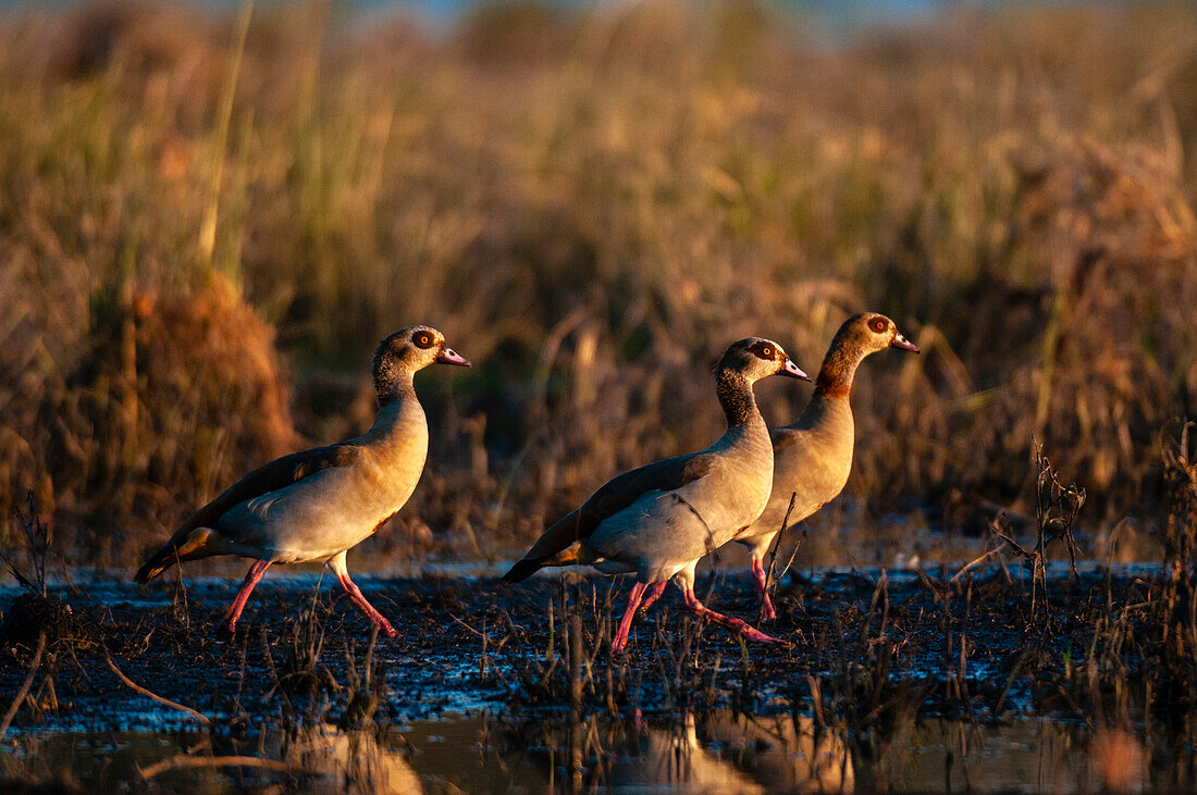 Drei ägyptische Gänse, Alopochen aegyptiaca, in einem sumpfigen Lebensraum. Chobe-Fluss, Chobe-Nationalpark, Kasane, Botsuana.