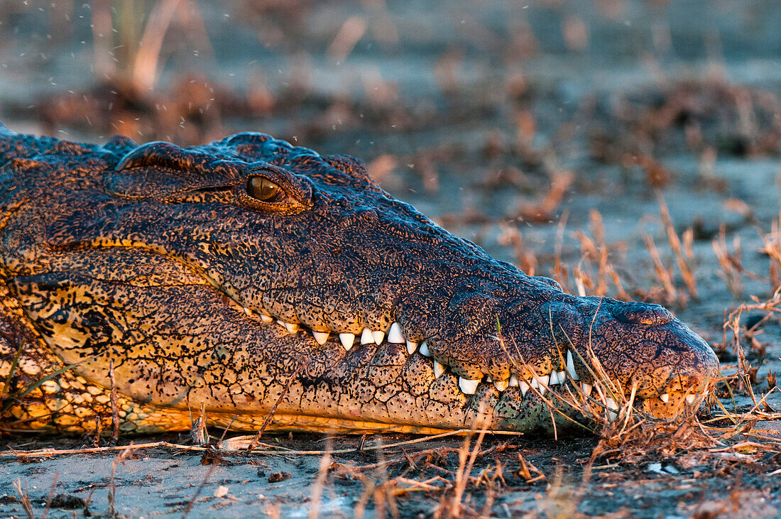 Ein Nilkrokodil, Crocodylus niloticus, sonnt sich am Chobe-Fluss. Chobe-Fluss, Chobe-Nationalpark, Kasane, Botsuana.