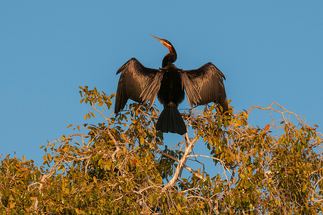 Ein afrikanischer Schlangenhalsvogel, Anhinga rufa, trocknet seine Flügel in einer Baumkrone. Chobe-Fluss, Chobe-Nationalpark, Kasane, Botsuana.