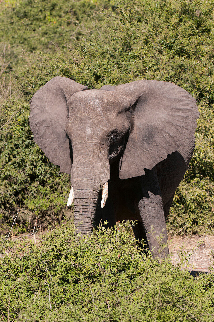 Portrait of an African elephant, Loxodonta Africana, in the brush. Chobe National Park, Kasane, Botswana.