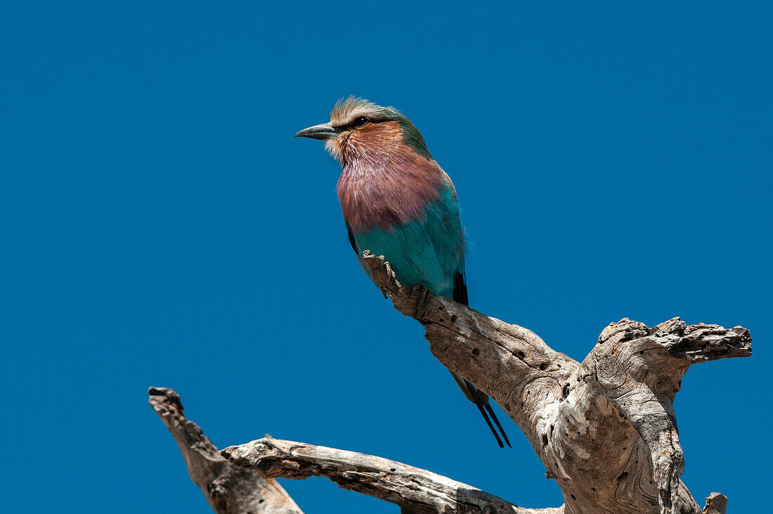 Eine Fliederbrustwalze, Coracias caudatus, sitzt auf einem Baumast. Chobe-Nationalpark, Kasane, Botsuana.