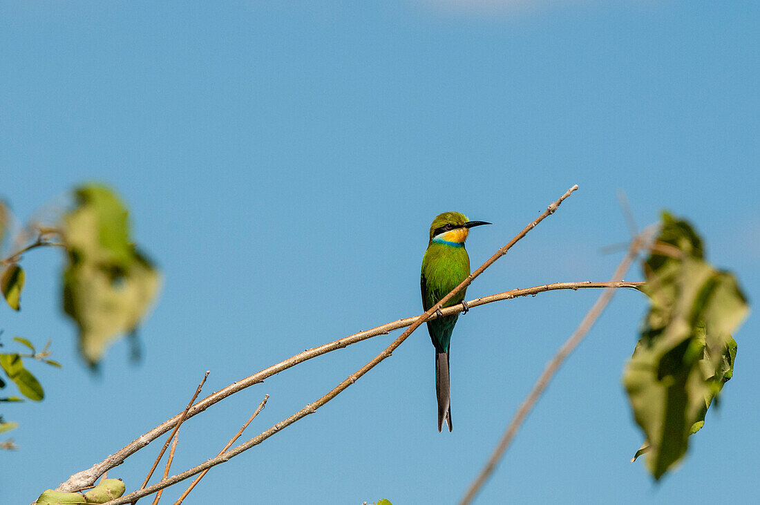 A swallow-tailed bee-eater, Merops hirundineus, perched on a twig. Chobe National Park, Kasane, Botswana.