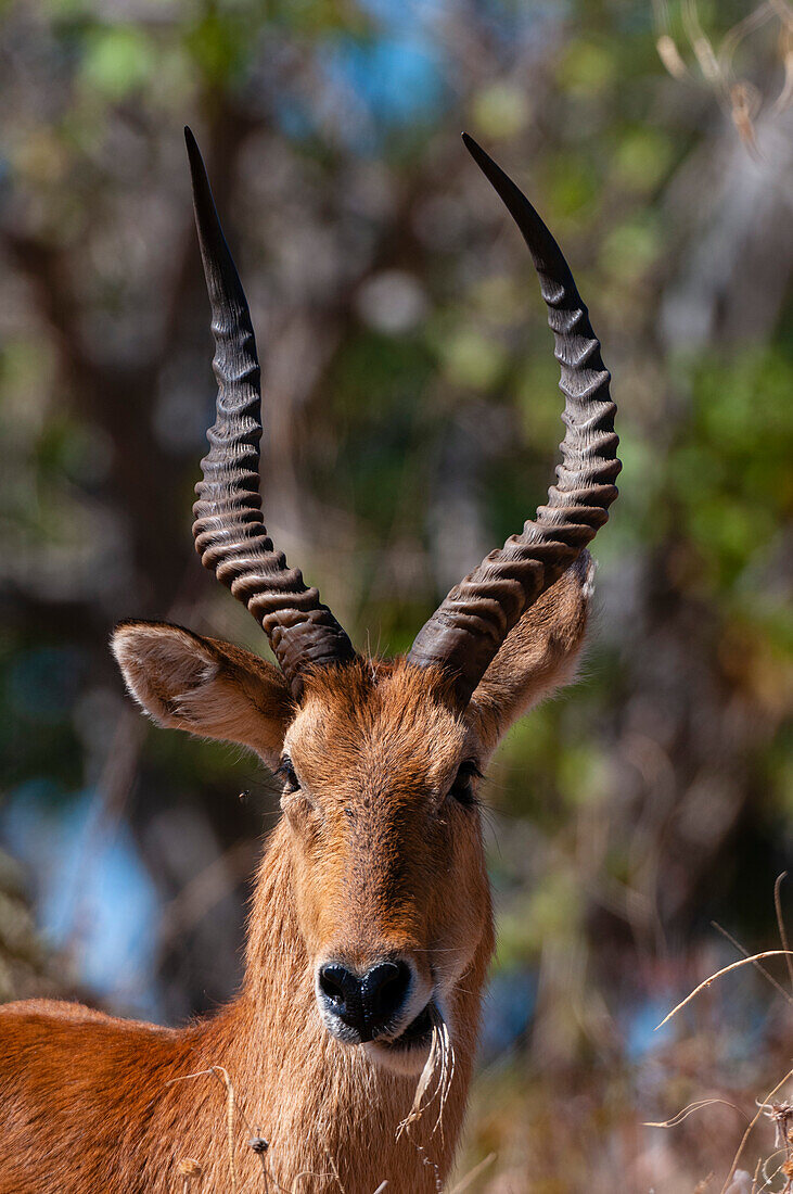 Close up portrait of a puku, Kobus vardonii, chewing grasses. Chobe National Park, Kasane, Botswana.