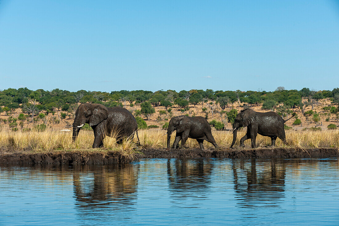 African elephants, Loxodonta africana, walking the Chobe River bank. Chobe River, Chobe National Park, Kasane, Botswana.