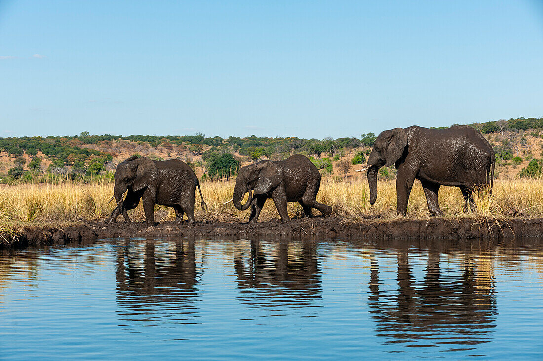 Afrikanische Elefanten, Loxodonta africana, wandern am Ufer des Chobe-Flusses. Chobe-Fluss, Chobe-Nationalpark, Kasane, Botsuana.