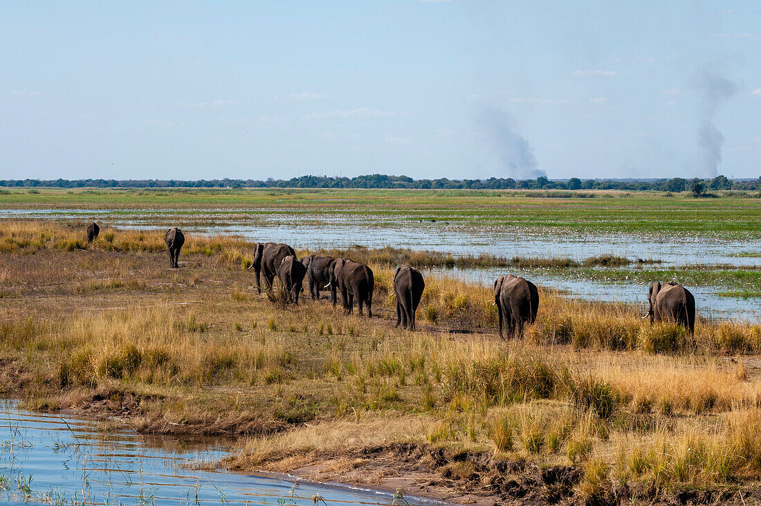 A herd of African elephants, Loxodonta africana, walking in a line. Chobe River, Chobe National Park, Kasane, Botswana.