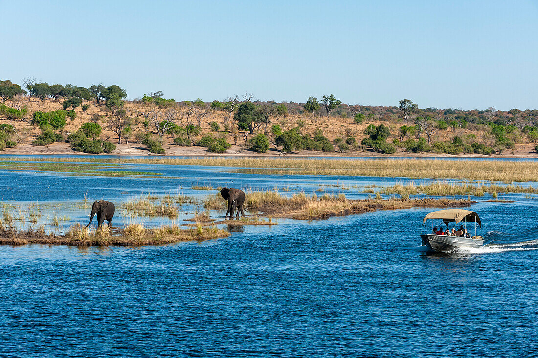 Touristen in einem Boot, vorbei an afrikanischen Elefanten, Loxodonta africana. Chobe-Fluss, Chobe-Nationalpark, Kasane, Botsuana.