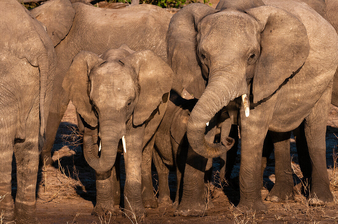 African elephants, Loxodonta africana, on the banks of the Chobe River. Chobe River, Chobe National Park, Kasane, Botswana.