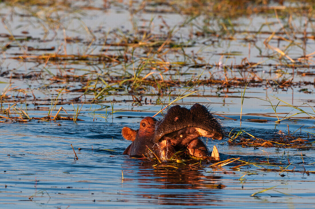 Ein Flusspferd, Hippopotamus amphibius, mit seinem Kopf über Wasser. Chobe-Fluss, Chobe-Nationalpark, Kasane, Botsuana.