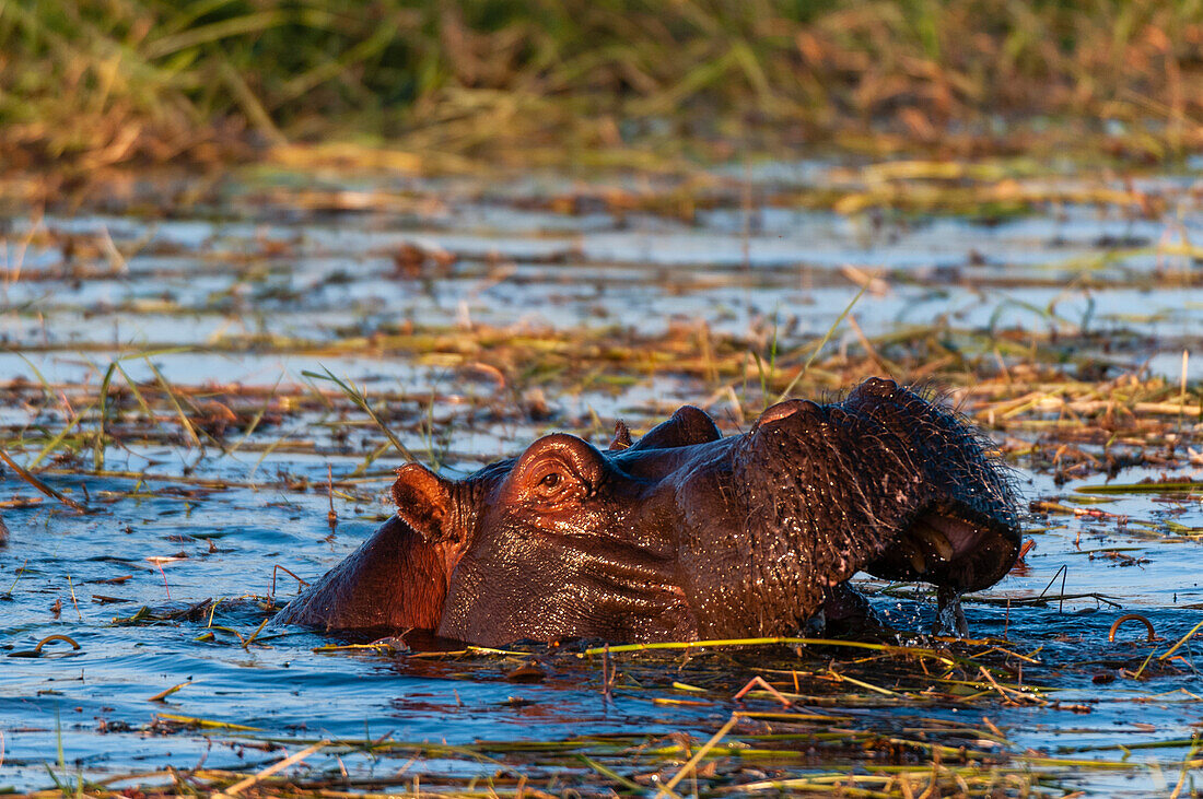 A hippopotamus, Hippopotamus amphibius, opening its mouth. Chobe River, Chobe National Park, Kasane, Botswana.