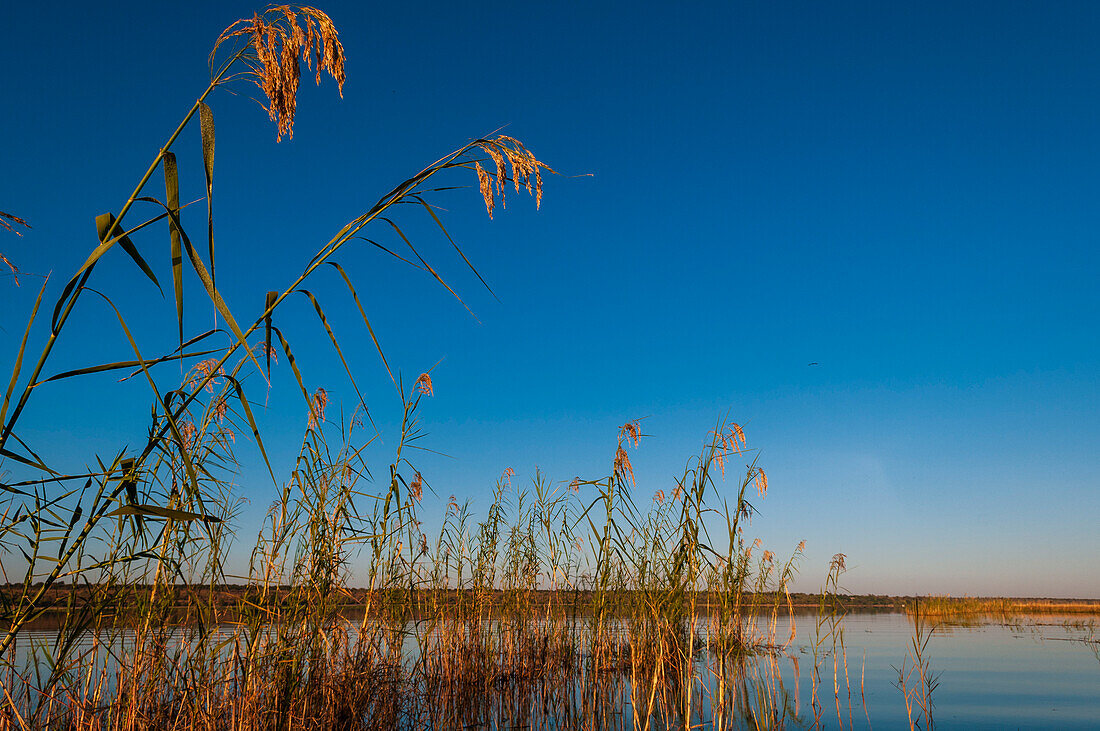 Reeds growing in the Chobe River. Chobe River, Chobe National Park, Kasane, Botswana.