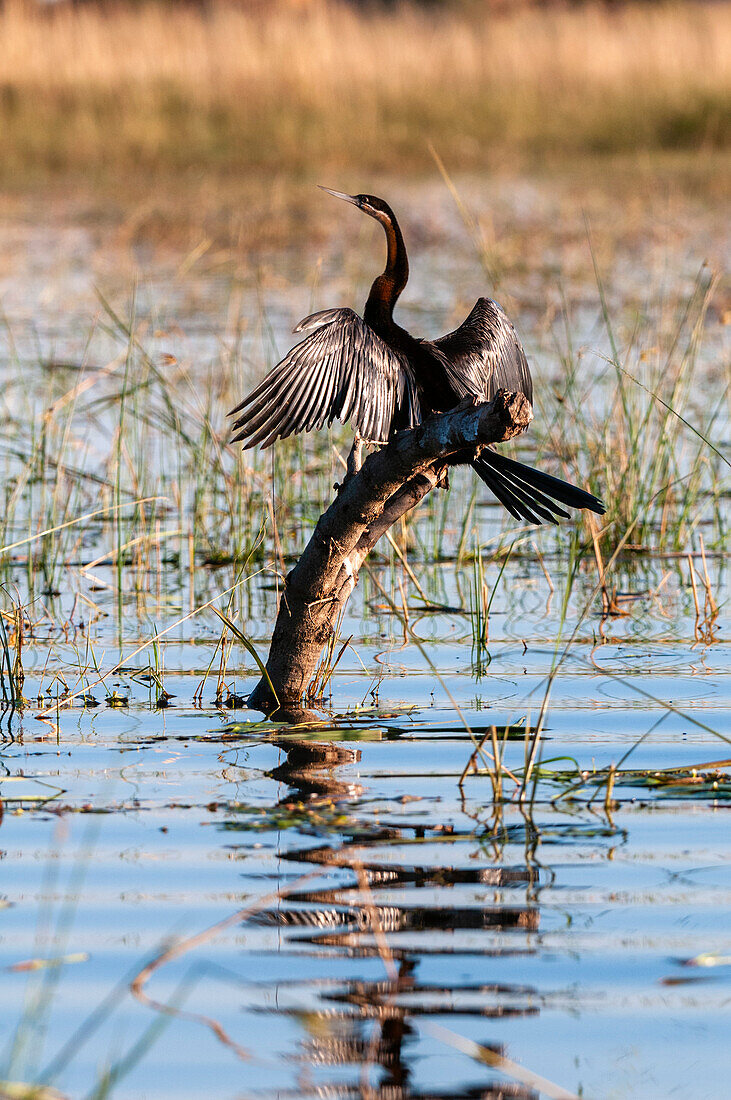 An African darter, Anhinga rufa, sunning its wings on an overwater perch. Chobe River, Chobe National Park, Kasane, Botswana.