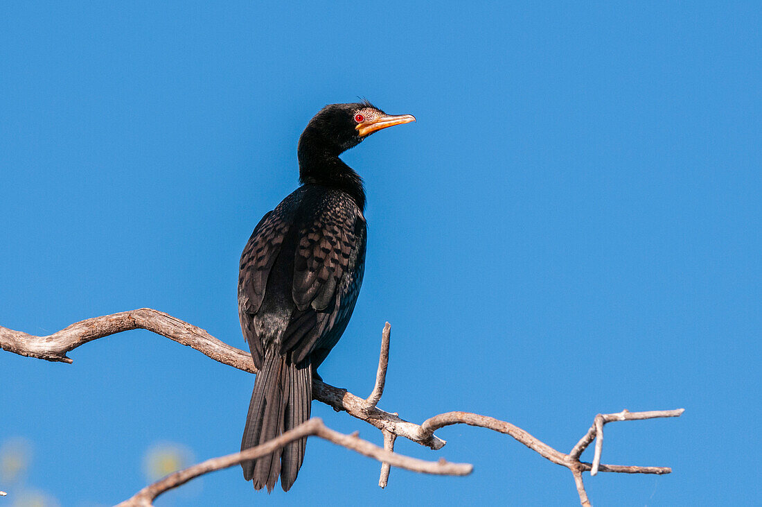 A reed cormorant, Phalacrocorax africanus, perched on a tree branch. Chobe River, Chobe National Park, Kasane, Botswana.