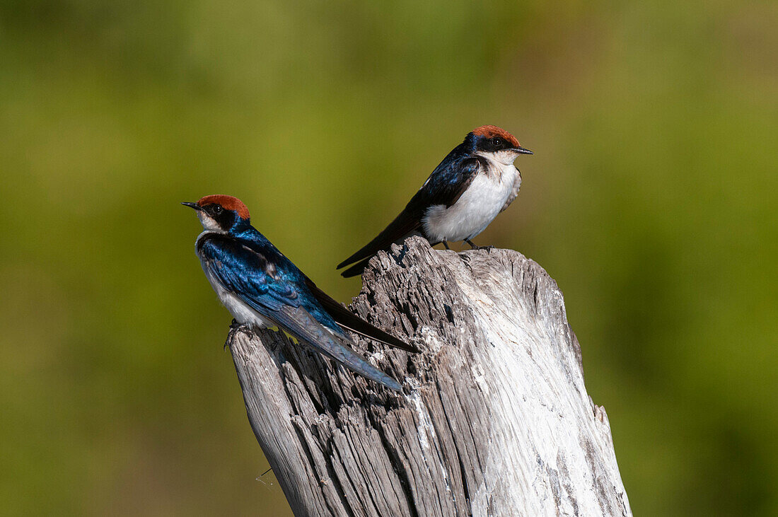 Wire-tailed swallows, Hirunda smithii, perched on a tree stump. Chobe River, Chobe National Park, Kasane, Botswana.