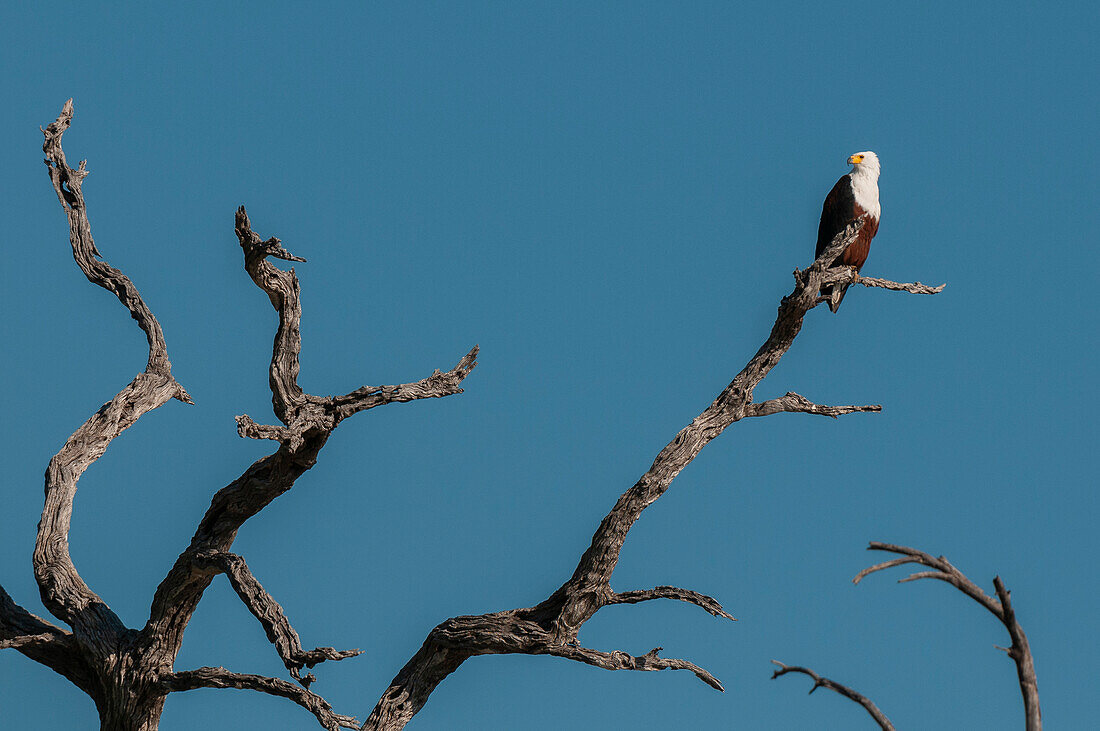 Ein afrikanischer Fischadler, Haliaeetus vocifer, sitzt in einer Baumkrone. Chobe-Fluss, Chobe-Nationalpark, Kasane, Botsuana.