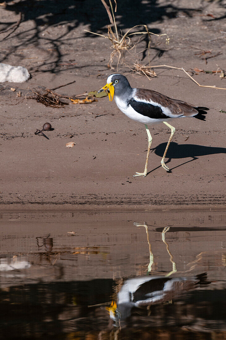 Porträt eines Weißscheitelkiebitzes, Vanellus albiceps, am Ufer des Flusses. Chobe-Fluss, Chobe-Nationalpark, Kasane, Botsuana.