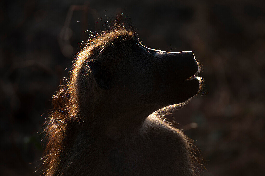 Ein Porträt eines Chacma-Pavians, Papio cynocephalus, aus der Nähe und im Gegenlicht. Chobe-Nationalpark, Kasane, Botsuana.