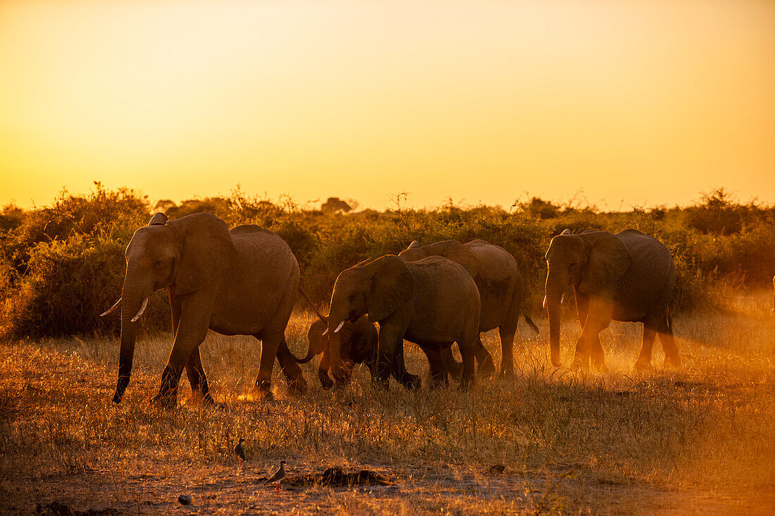 A herd of African elephants, Loxodonta africana, walking in grasslands. Chobe National Park, Kasane, Botswana.