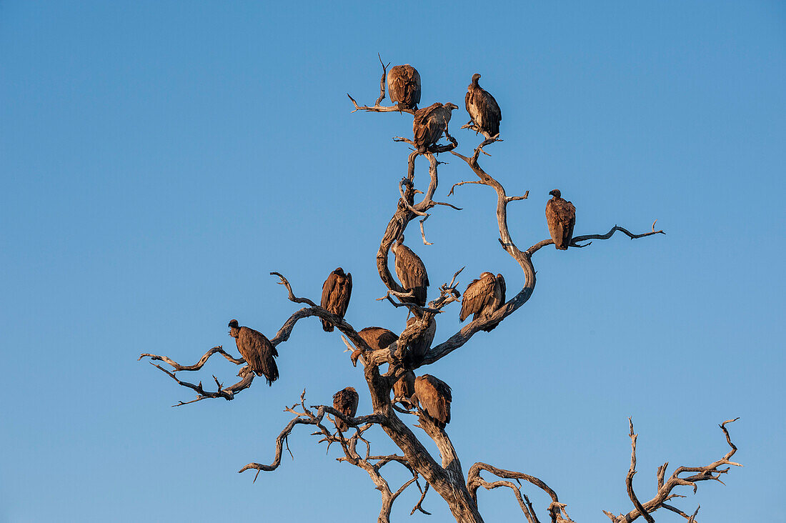 Weißrückengeier, Gyps africanus, sitzt in einem toten Baum. Chobe-Nationalpark, Kasane, Botsuana.