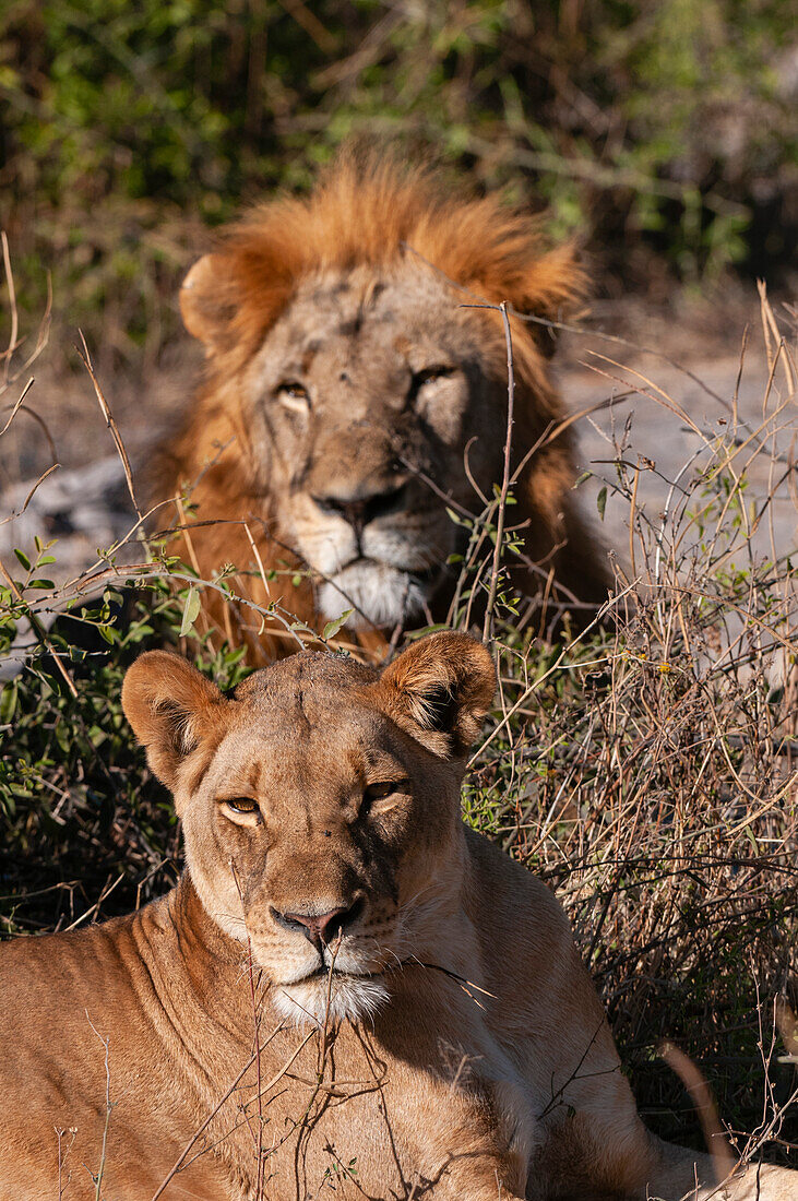 A lion and lioness, Panthera leo, resting together. Chobe National Park, Kasane, Botswana.