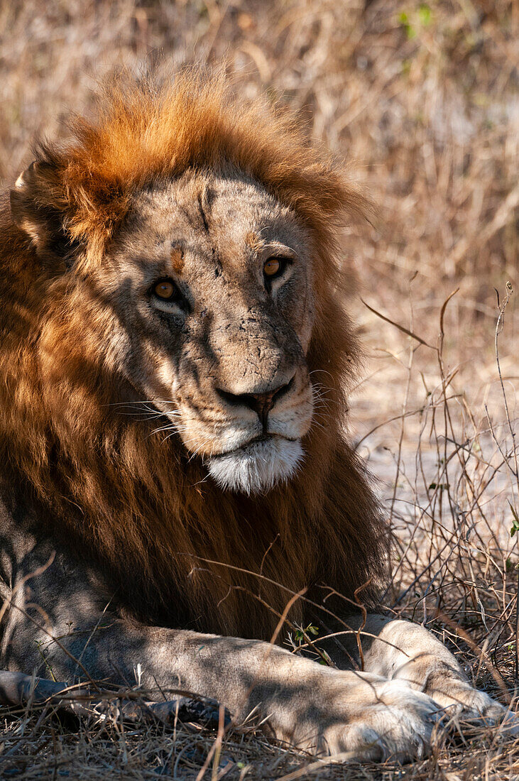 Nahaufnahme eines männlichen Löwen, Panthera leo, beim Ruhen. Chobe-Nationalpark, Kasane, Botsuana.