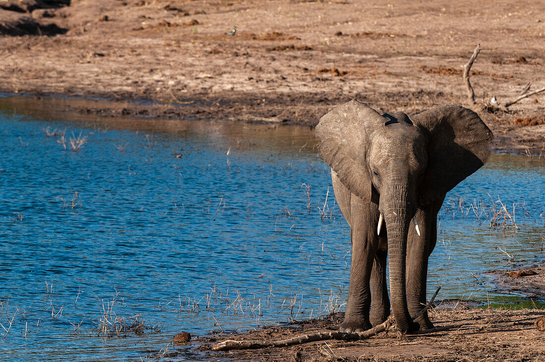 A young African elephant, Loxodonta africana, at the water's edge. Chobe National Park, Kasane, Botswana.