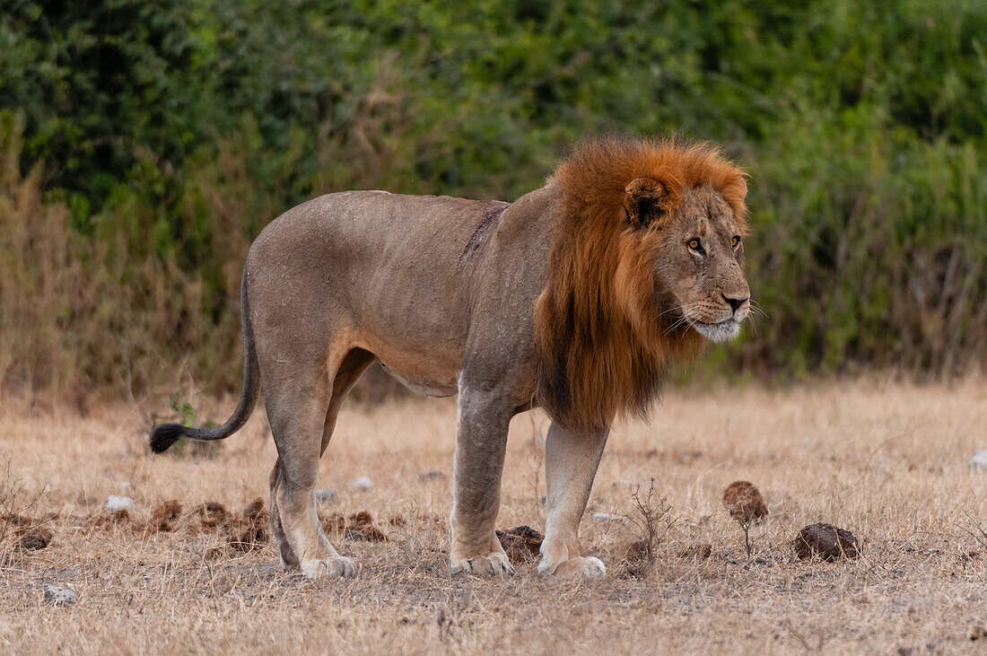 Porträt eines männlichen Löwen, Panthera leo. Chobe-Nationalpark, Kasane, Botsuana.