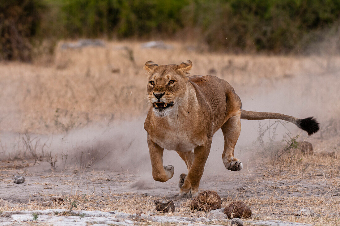 Eine Löwin, Panthera leo, wirbelt eine Staubwolke auf, während sie rennt. Chobe-Nationalpark, Kasane, Botsuana.