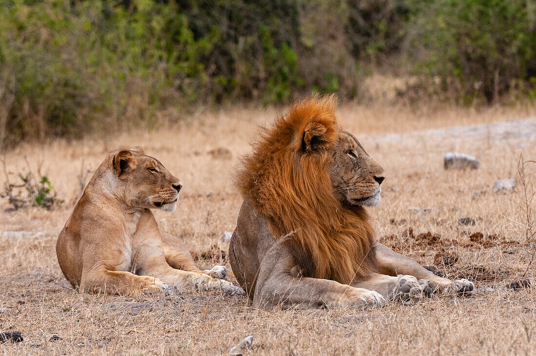 Ein Löwe und eine Löwin, Panthera leo, ruhen sich gemeinsam aus. Chobe-Nationalpark, Kasane, Botsuana.