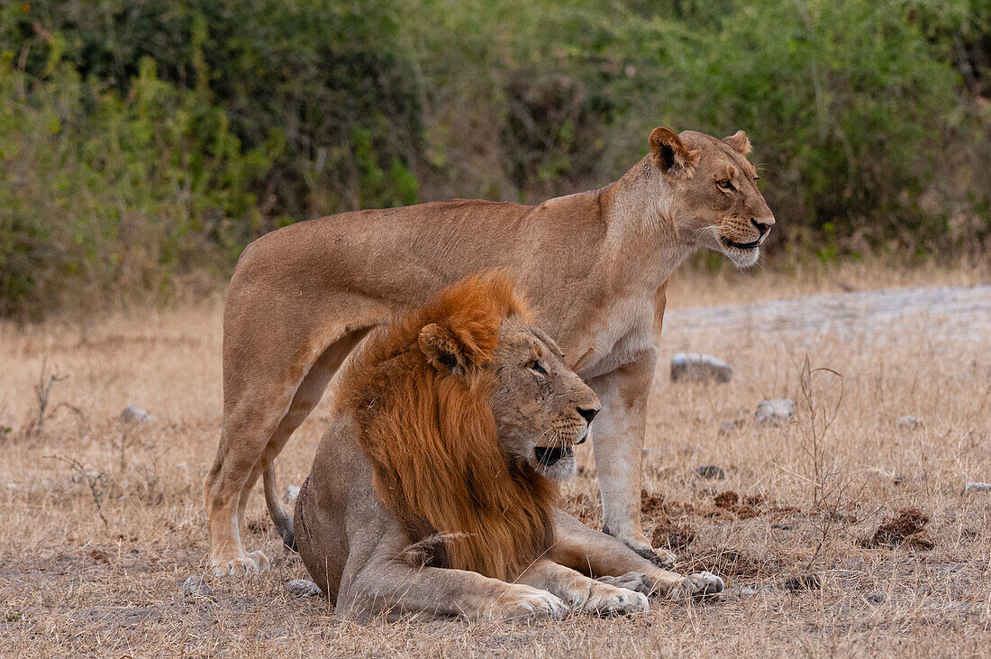 Ein Löwe und eine Löwin, Panthera leo, wachsam, aber zusammen ruhend. Chobe-Nationalpark, Kasane, Botsuana.