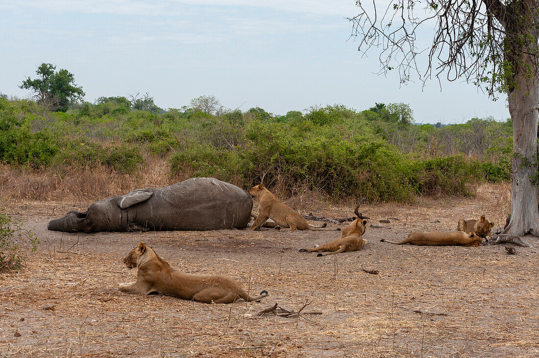 A pride of lions, Panthera leo, resting near a dead African elephant. Chobe National Park, Kasane, Botswana.