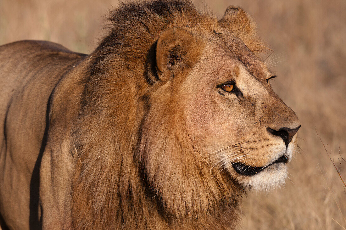 Close up portrait of a male lion, Panthera leo. Chief Island, Moremi Game Reserve, Okavango Delta, Botswana.