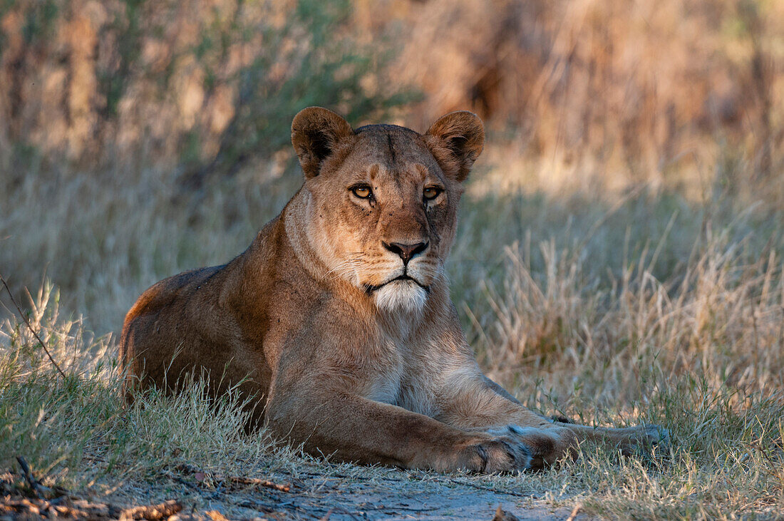 Eine Löwin, Panthera leo, ruht sich im Schatten aus. Häuptlingsinsel, Moremi-Wildreservat, Okavango-Delta, Botsuana.