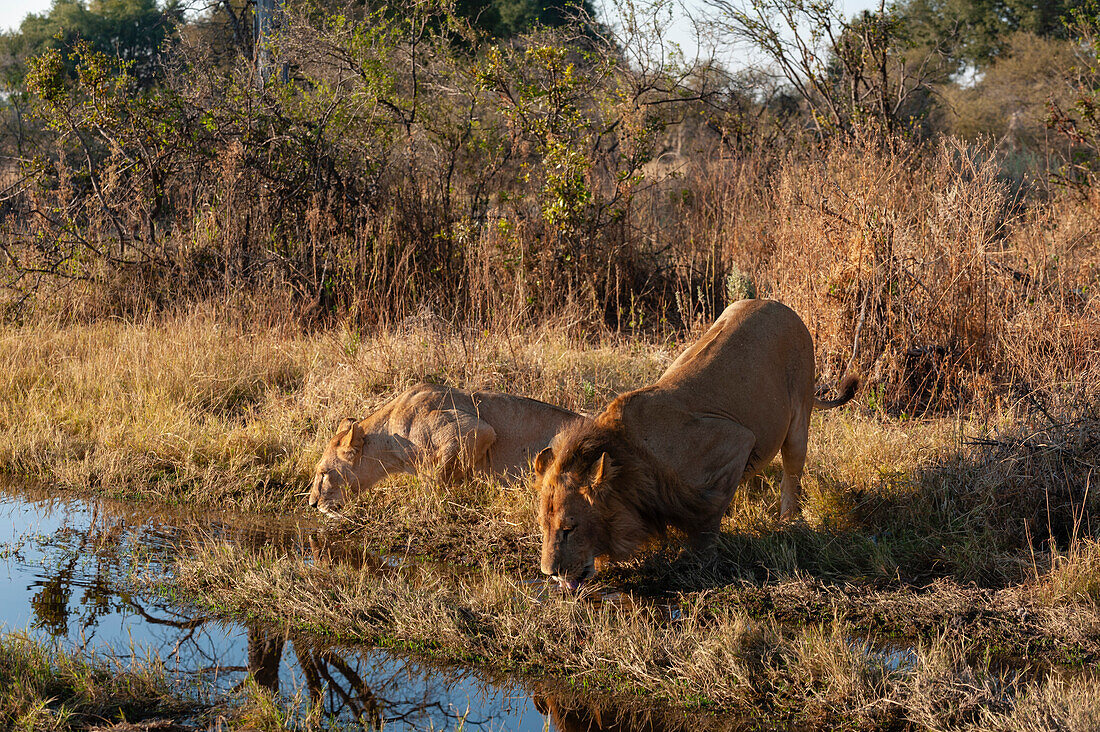 A lioness and lion, Panthera leo, crouching down to drink. Chief Island, Moremi Game Reserve, Okavango Delta, Botswana.
