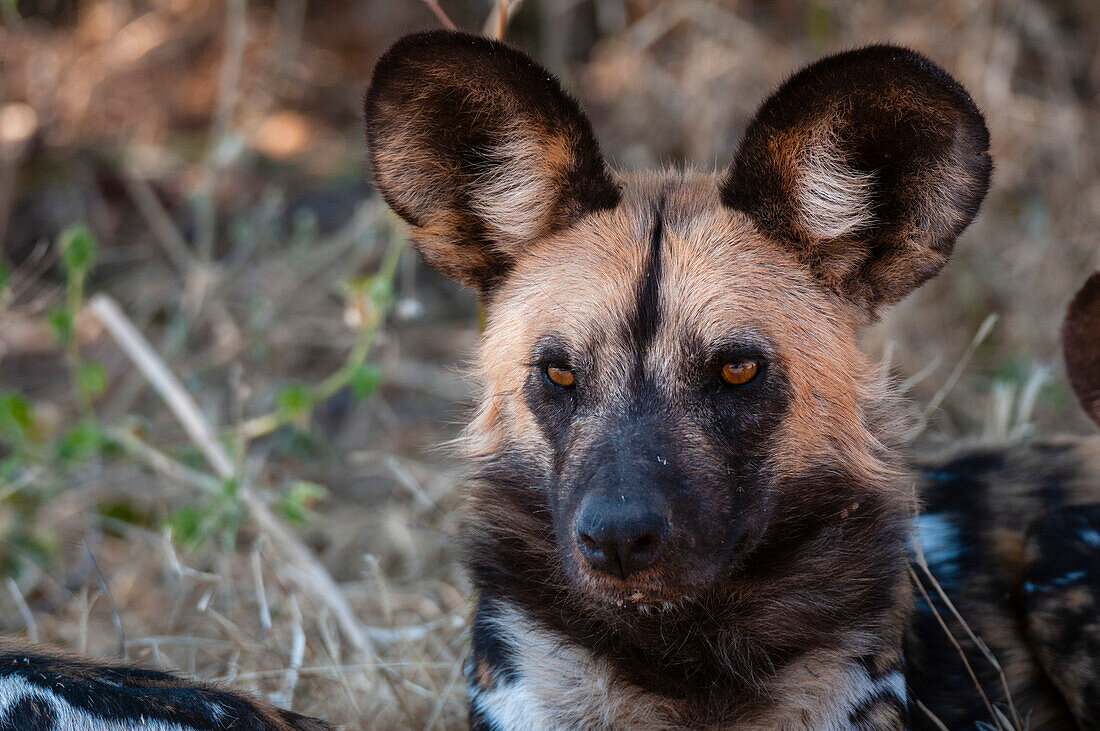 Portrait of a painted wolf or Cape hunting dog, Lycaon pictus. Chief Island, Moremi Game Reserve, Okavango Delta, Botswana.