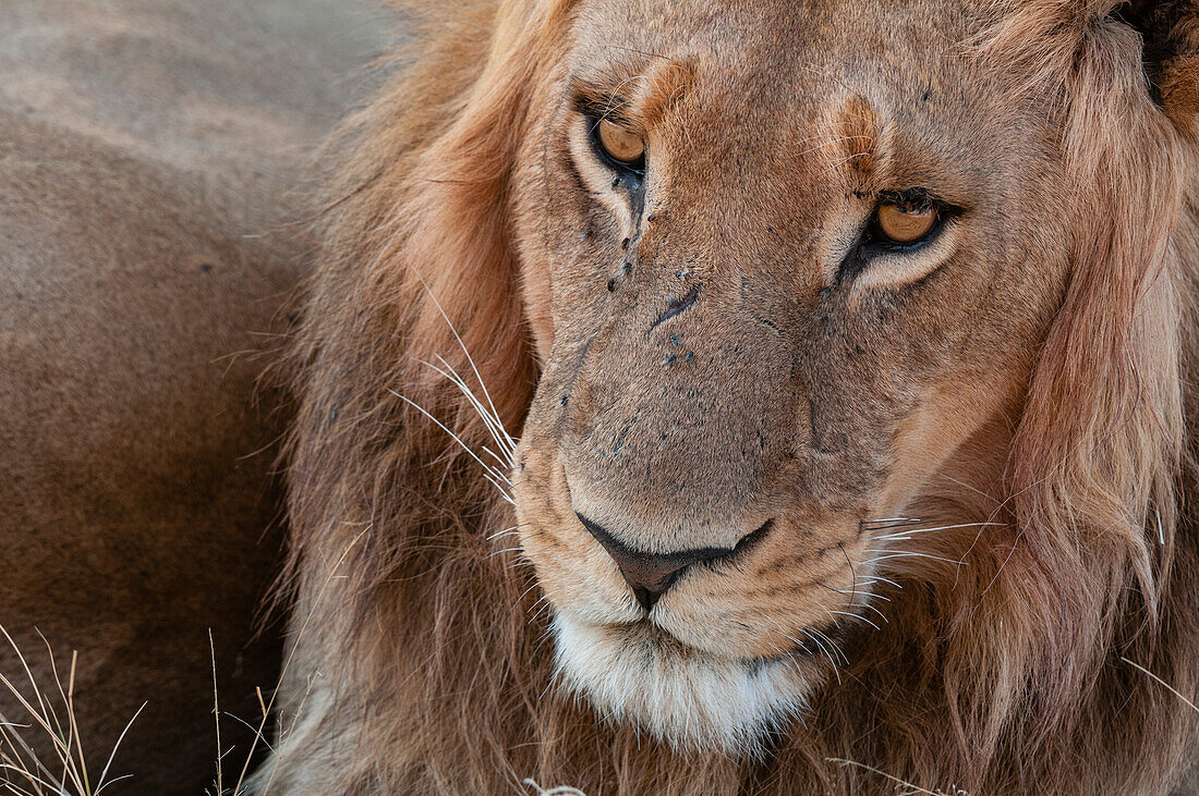 Nahaufnahme eines männlichen Löwen, Panthera leo, beim Ruhen. Häuptlingsinsel, Moremi-Wildreservat, Okavango-Delta, Botsuana.