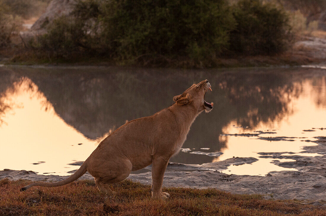 A lioness, Panthera leo, yawning. Chief Island, Moremi Game Reserve, Okavango Delta, Botswana.