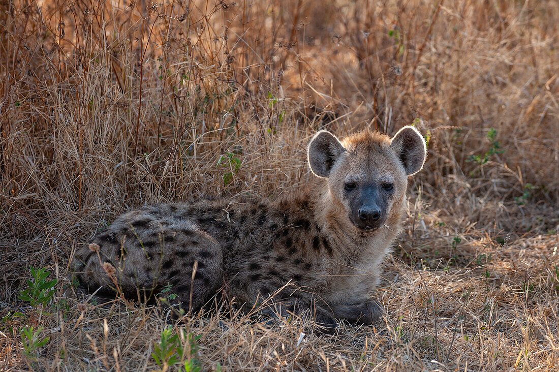 A spotted hyena, Crocuta crocuta, resting in the shade. Chief Island, Moremi Game Reserve, Okavango Delta, Botswana.