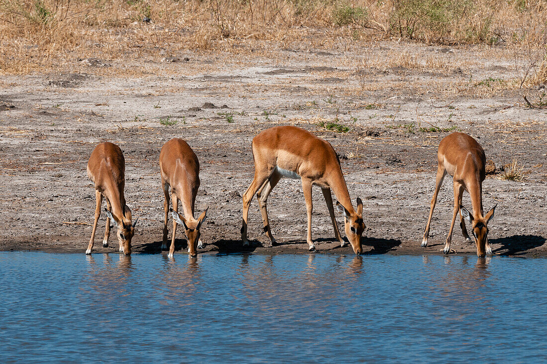 Eine Gruppe von Impalas, Aepyceros melampus, beim Trinken. Häuptlingsinsel, Moremi-Wildreservat, Okavango-Delta, Botsuana.