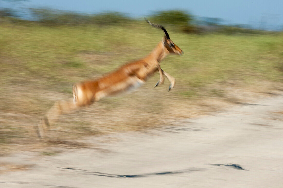An impala, Aepyceros melampus, running and leaping. Chief Island, Moremi Game Reserve, Okavango Delta, Botswana.