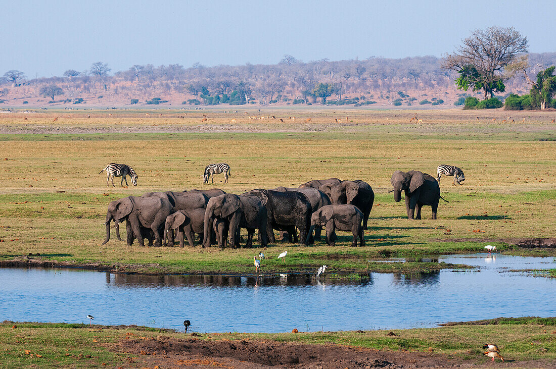 Eine Herde afrikanischer Elefanten, Loxodonta africana, versammelt sich an einer Wasserstelle. Gewöhnliche Zebras und Vögel grasen in der Nähe. Chobe-Nationalpark, Botsuana.