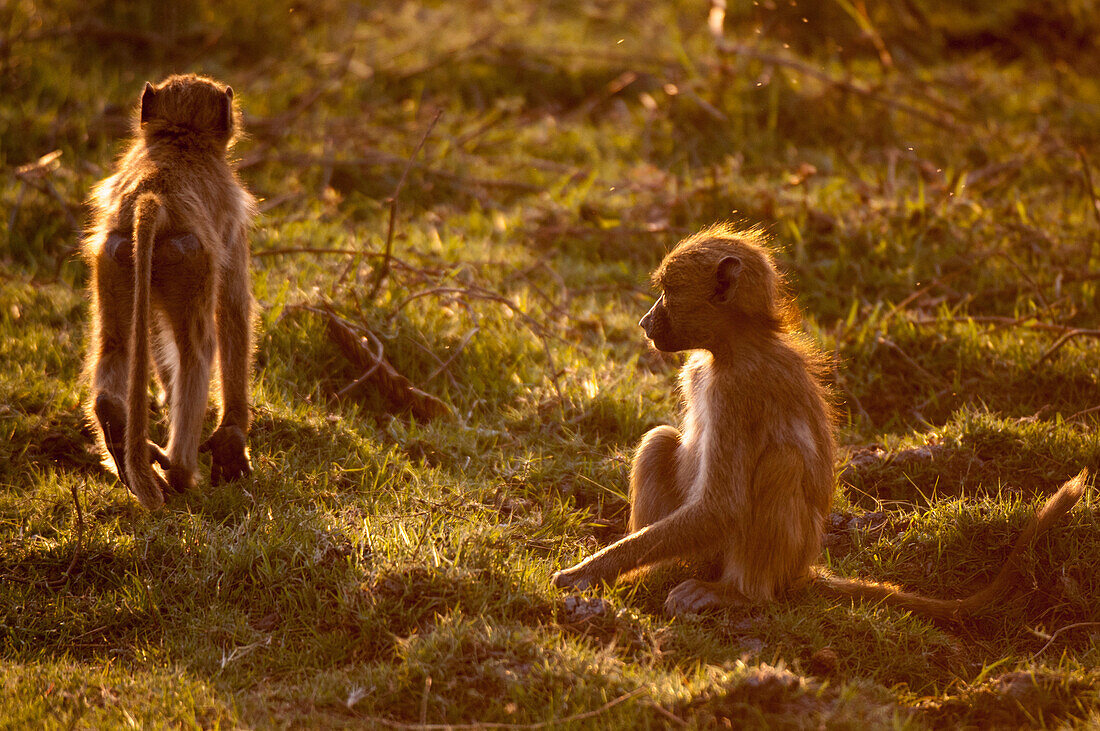 Ein Paar Chacma-Paviane, Papio ursinus, im goldenen Sonnenlicht. Chobe-Nationalpark, Botsuana.