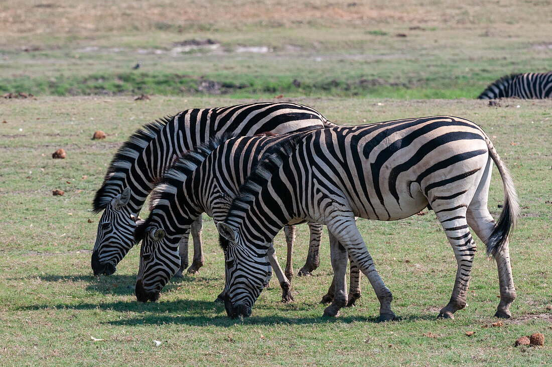 Eine Gruppe gewöhnlicher Zebras, Equus quagga, beim Grasen. Chobe-Nationalpark, Botsuana.