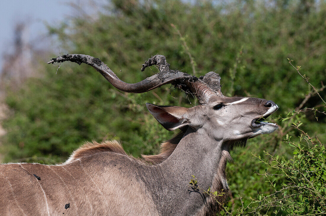 Ein männlicher Großer Kudu, Tragelaphus strepsiceros, beim Grasen. Chobe-Nationalpark, Botsuana.