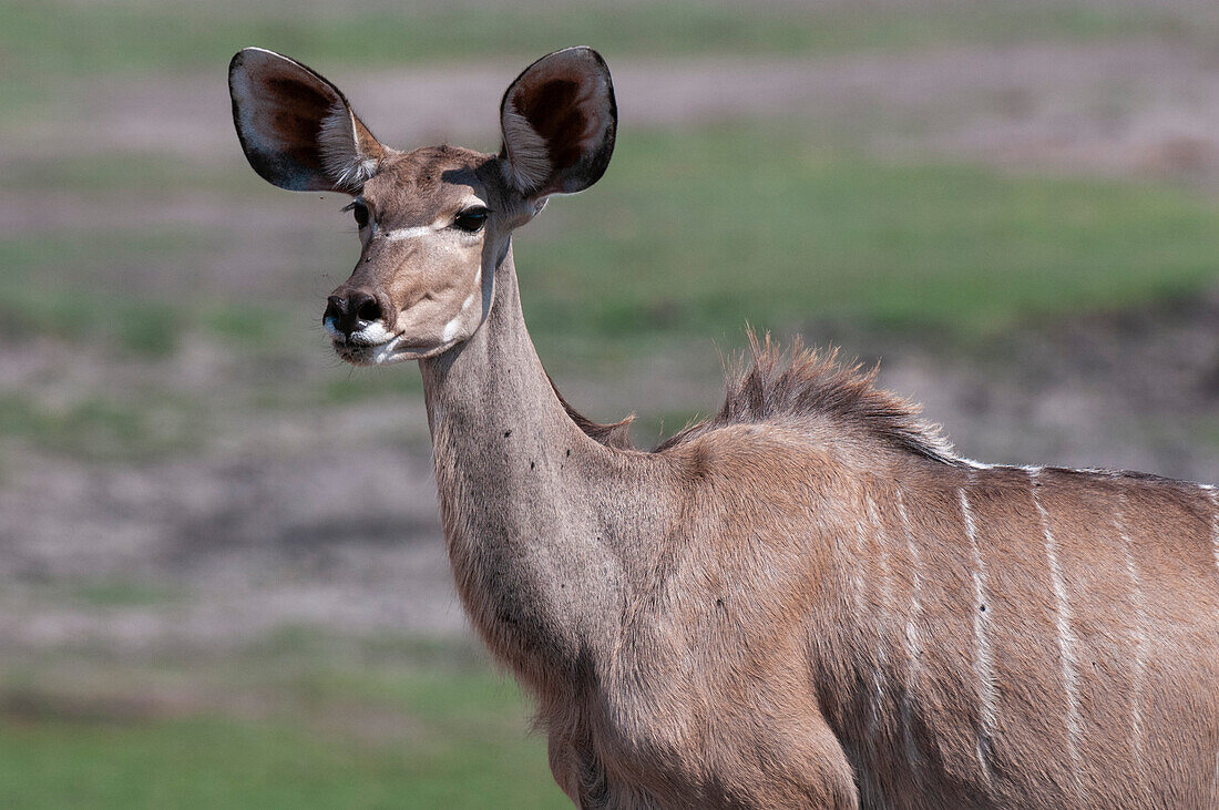 Porträt eines weiblichen Großen Kudu, Tragelaphus strepsiceros. Chobe-Nationalpark, Botsuana.