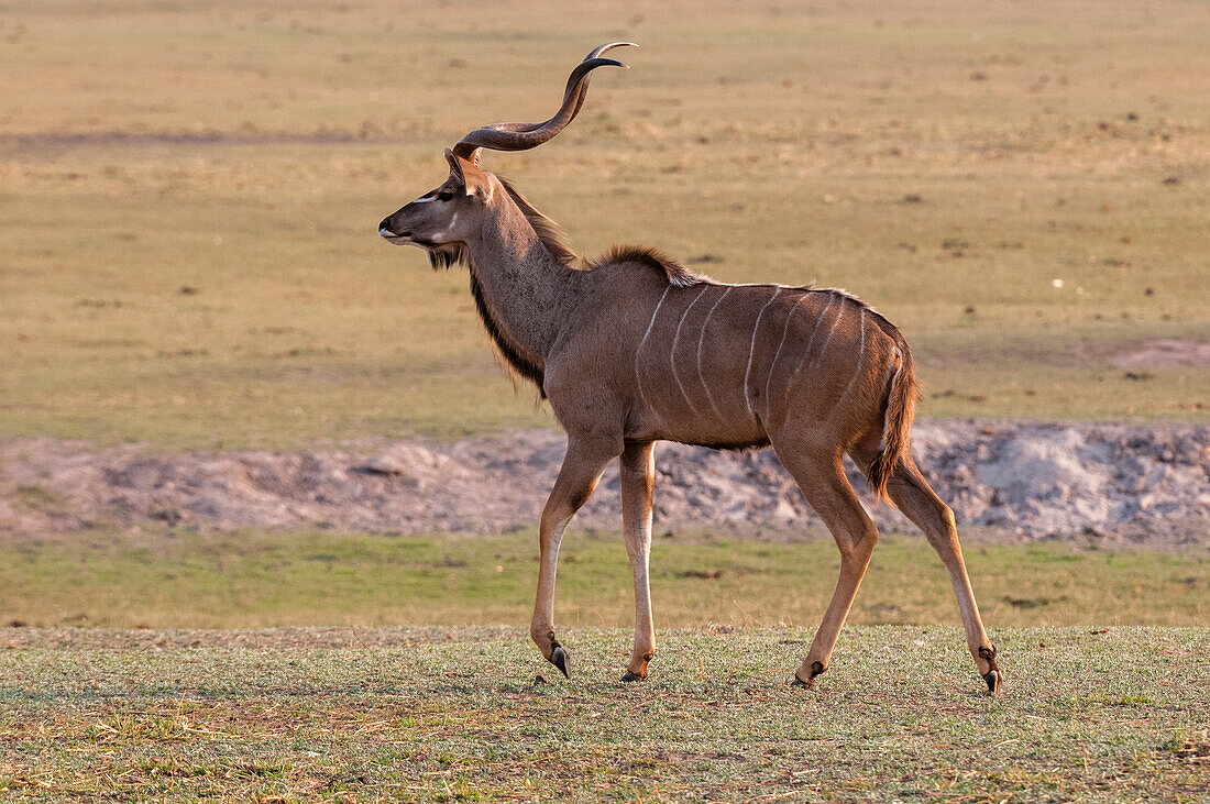 Porträt eines männlichen Großen Kudu, Tragelaphus strepsiceros. Chobe-Nationalpark, Botsuana.