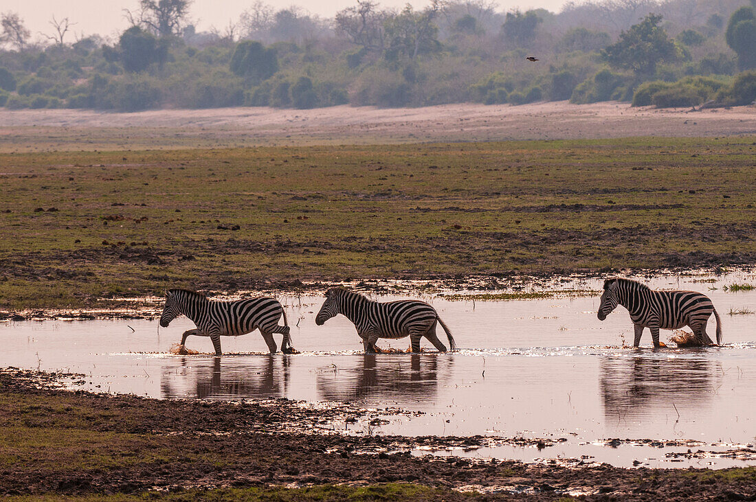 Eine kleine Gruppe Gemeiner Zebras, Equus quagga, wandert durch eine nasse und schlammige Landschaft. Chobe-Nationalpark, Botsuana.