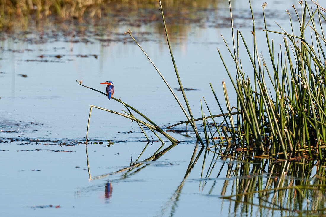 A malachite kingfisher, Alcedo cristata, perched on a reed. Savuti, Chobe National Park, Botswana.